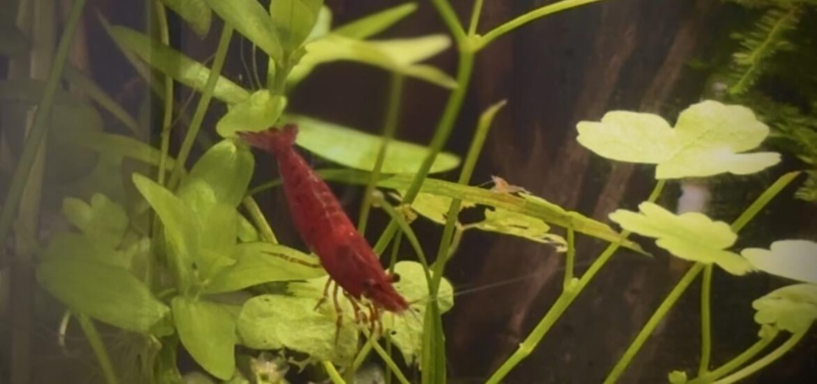 First shrimplets!!