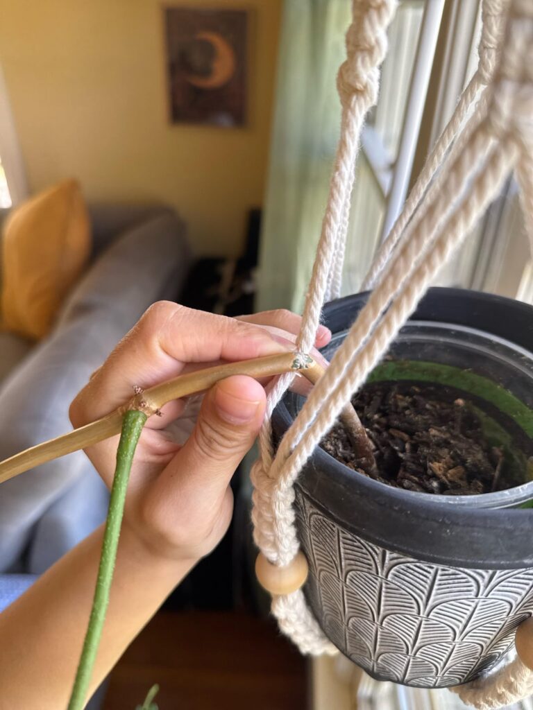 Will this survive? Will this survive?