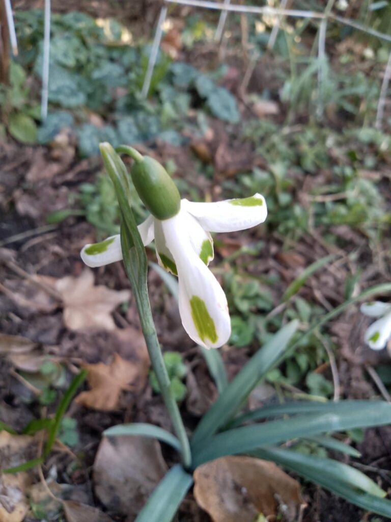 Any galanthophiles? We've just been getting the snowdrop bug, here's three from my mum's budding collection.