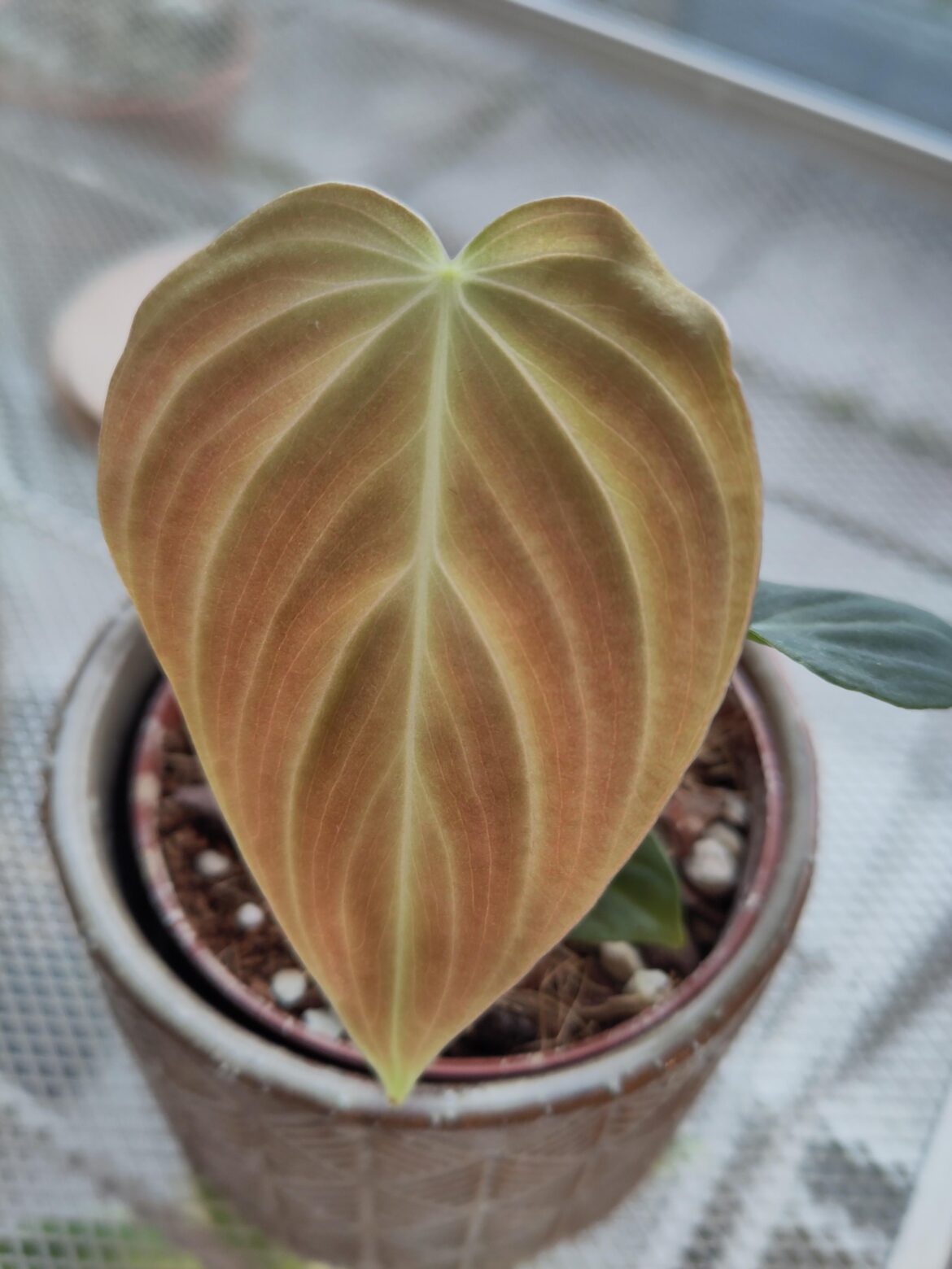 Just want to share a small, beautiful leaf.