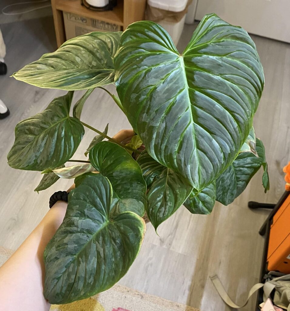 Should i even pot it up?