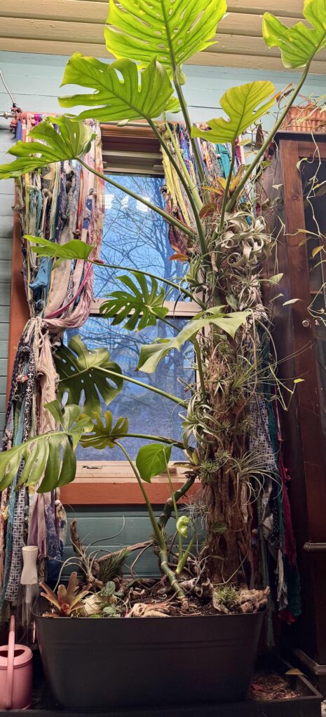 Just found this sub, thought you folks might appreciate my tiny jungle.