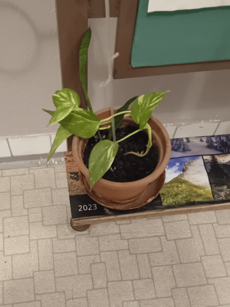 This pothos is my motivation