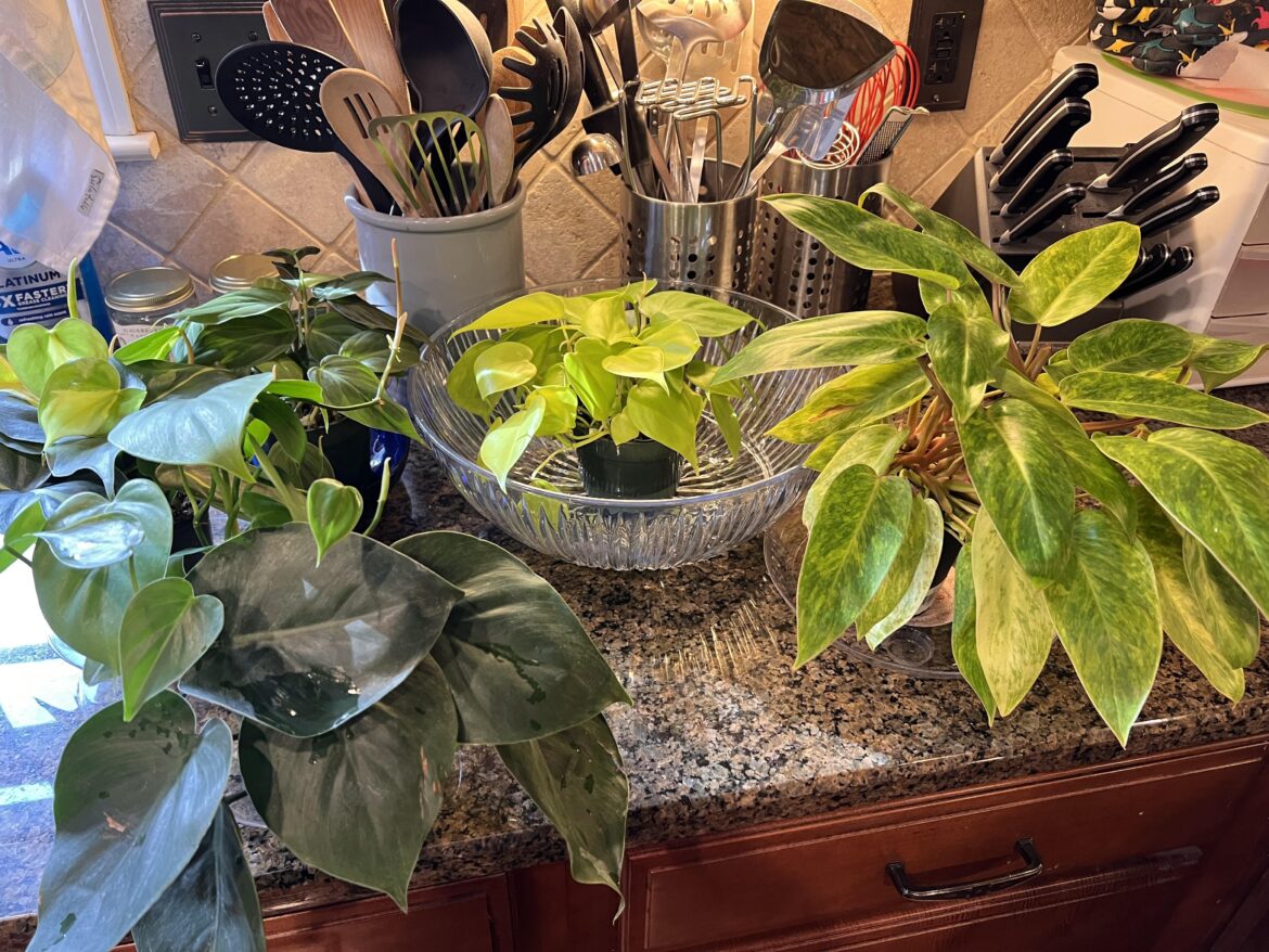 My first philodendrons!