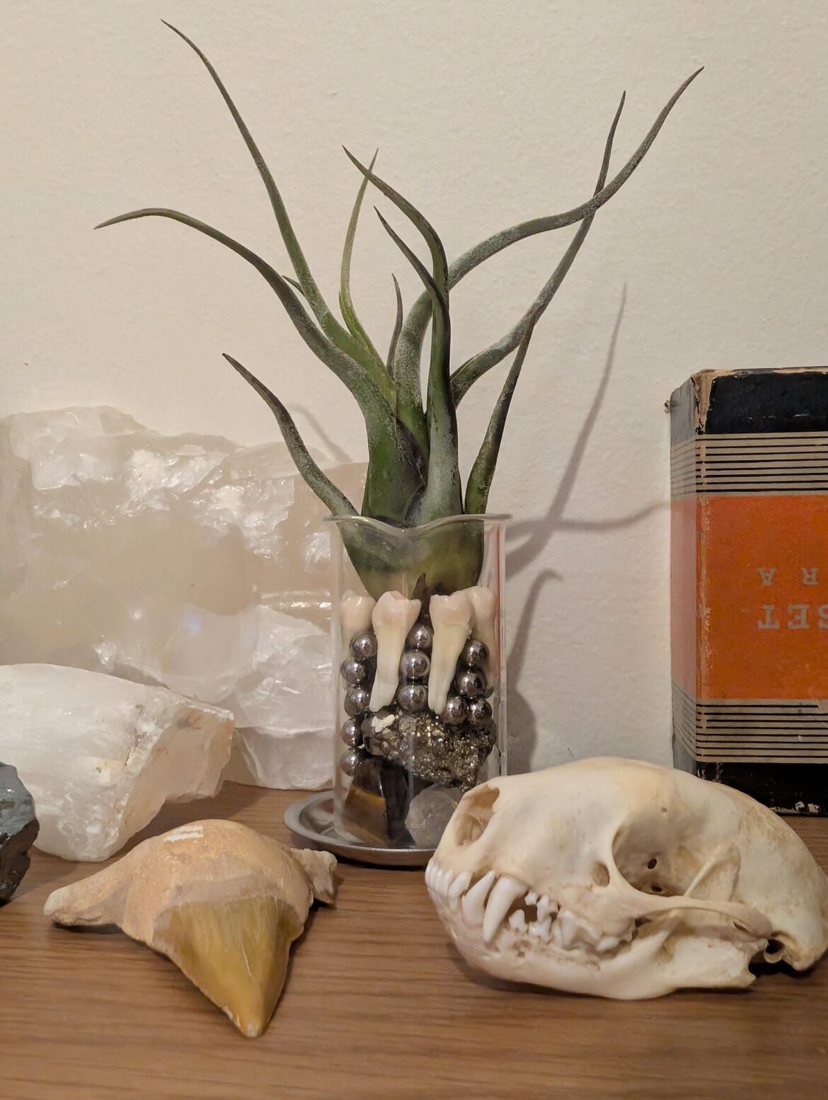 Light tolerance in living room? Light tolerance in living room?