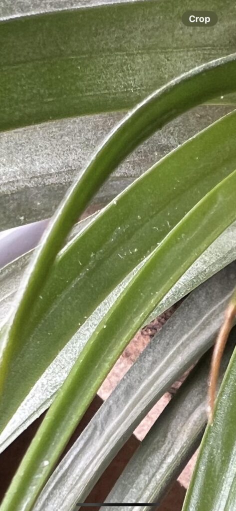 Pest, fungus or trichomes?