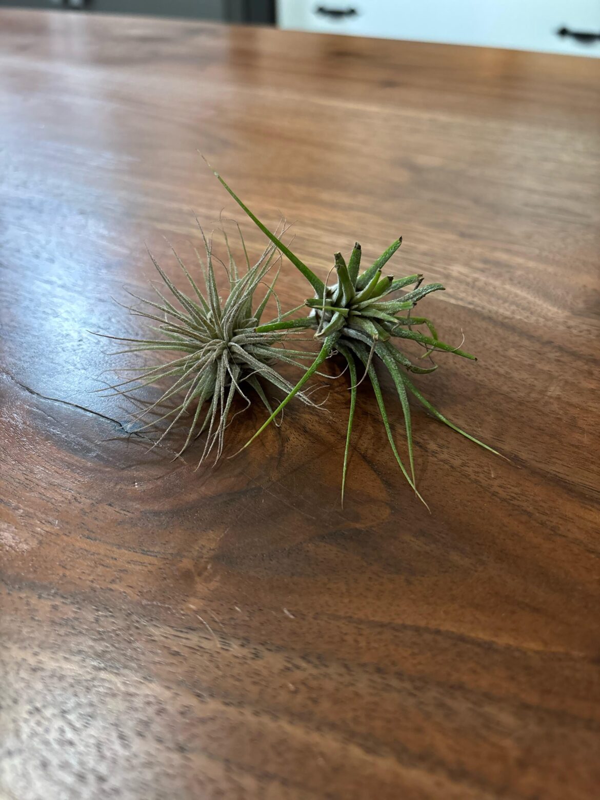 Left air plants in bag. Are they okay?