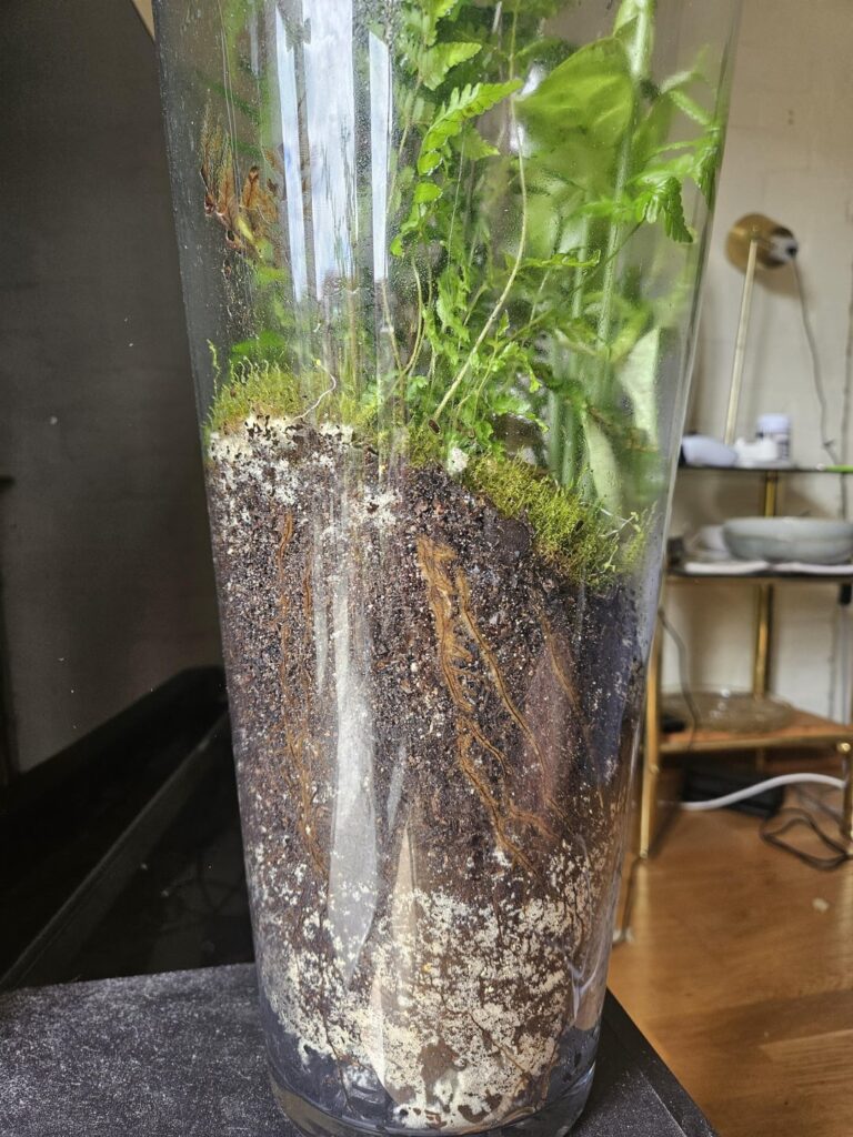 What is this and can I get rid of it without taking apart the terrarium
