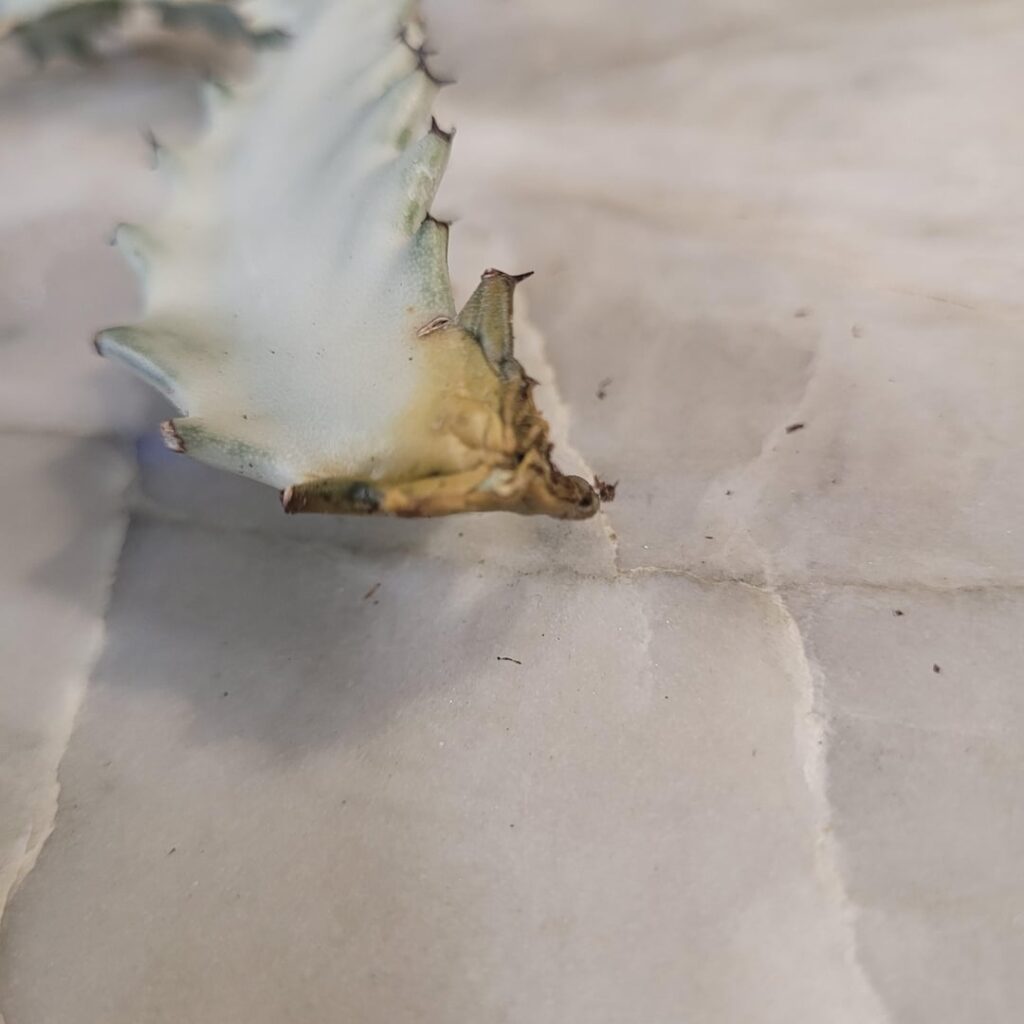is this rot or callus?