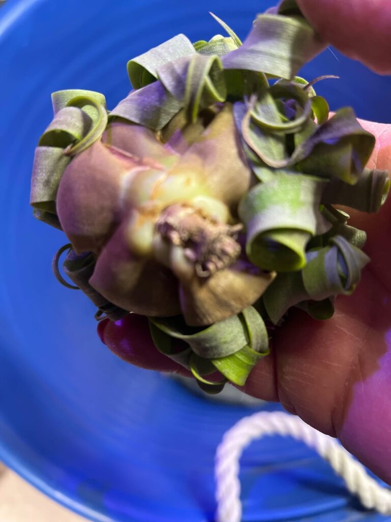 They sometimes come like this no worries