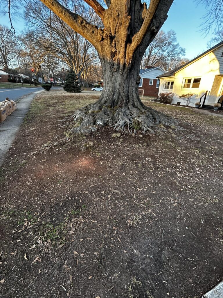 New lawn – need help! New lawn - need help!