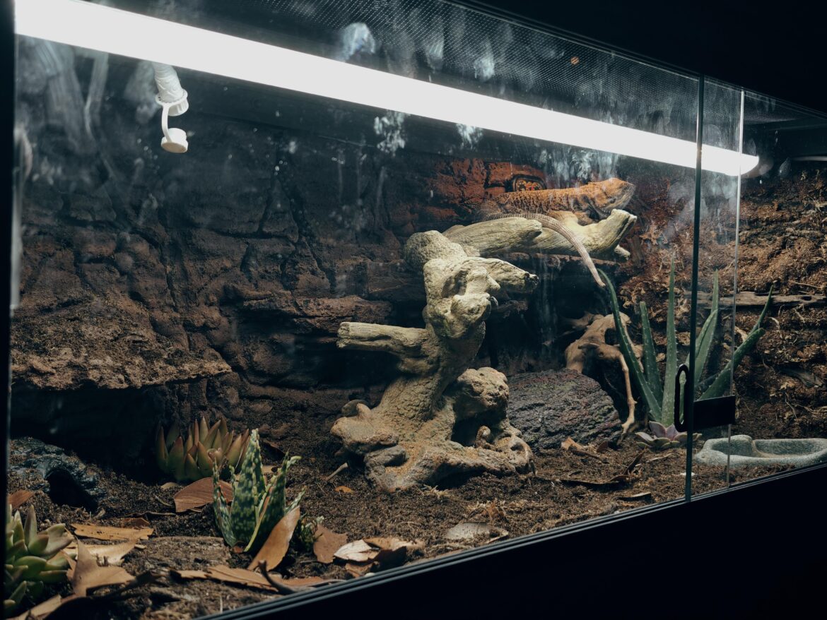 Looking for tips adding air plants to a reptile vivarium Looking for tips adding air plants to a reptile vivarium