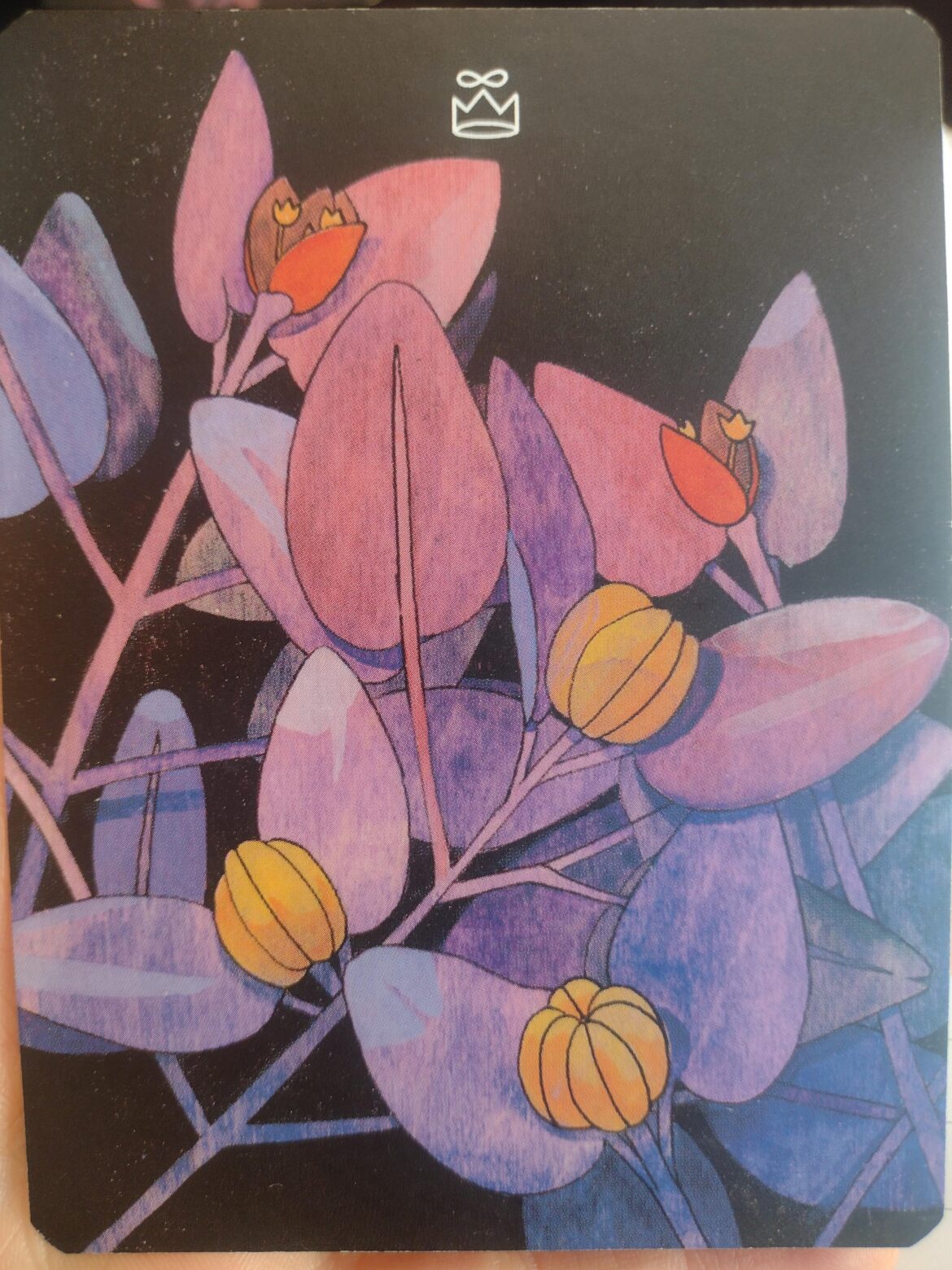 The guidebook just says "Ironwood." What kind of Ironwood, if it is Ironwood?