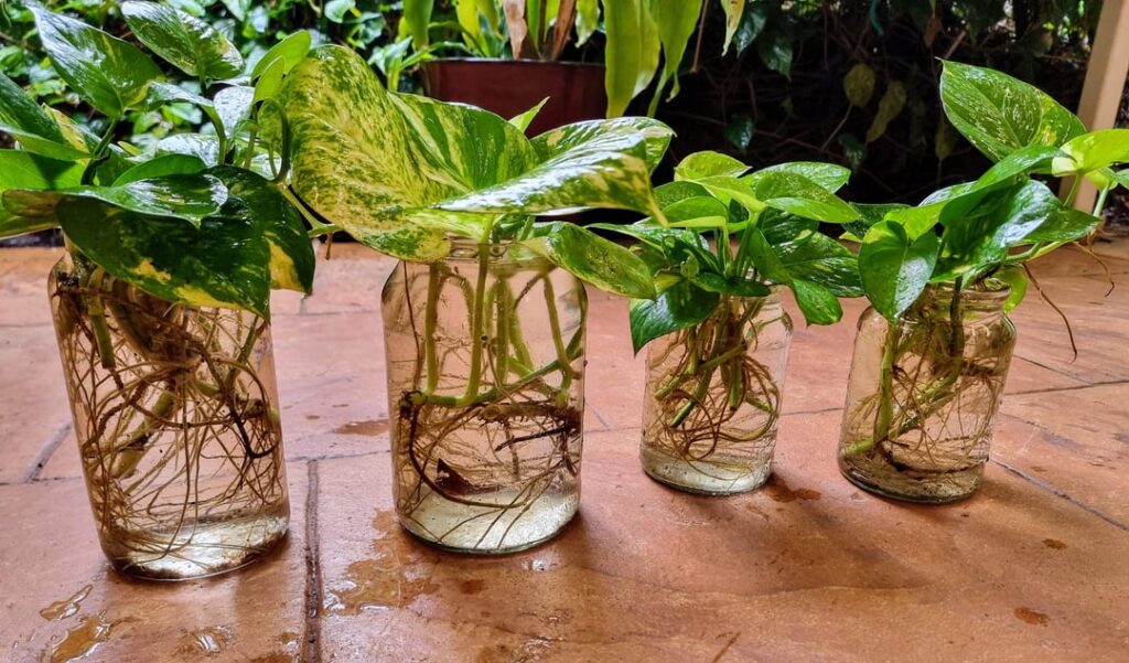 Need advice - repotting (golden??)