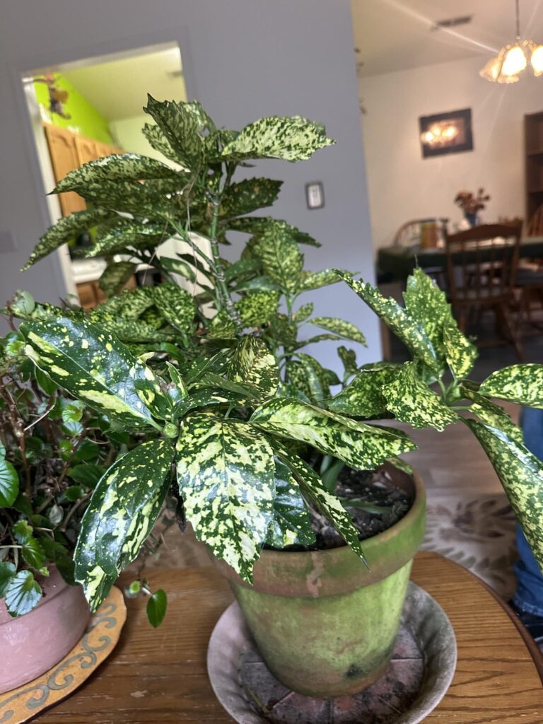 Could anyone help me identify these mystery potted plants so I can properly care for them? Could anyone help me identify these mystery potted plants so I can properly care for them?