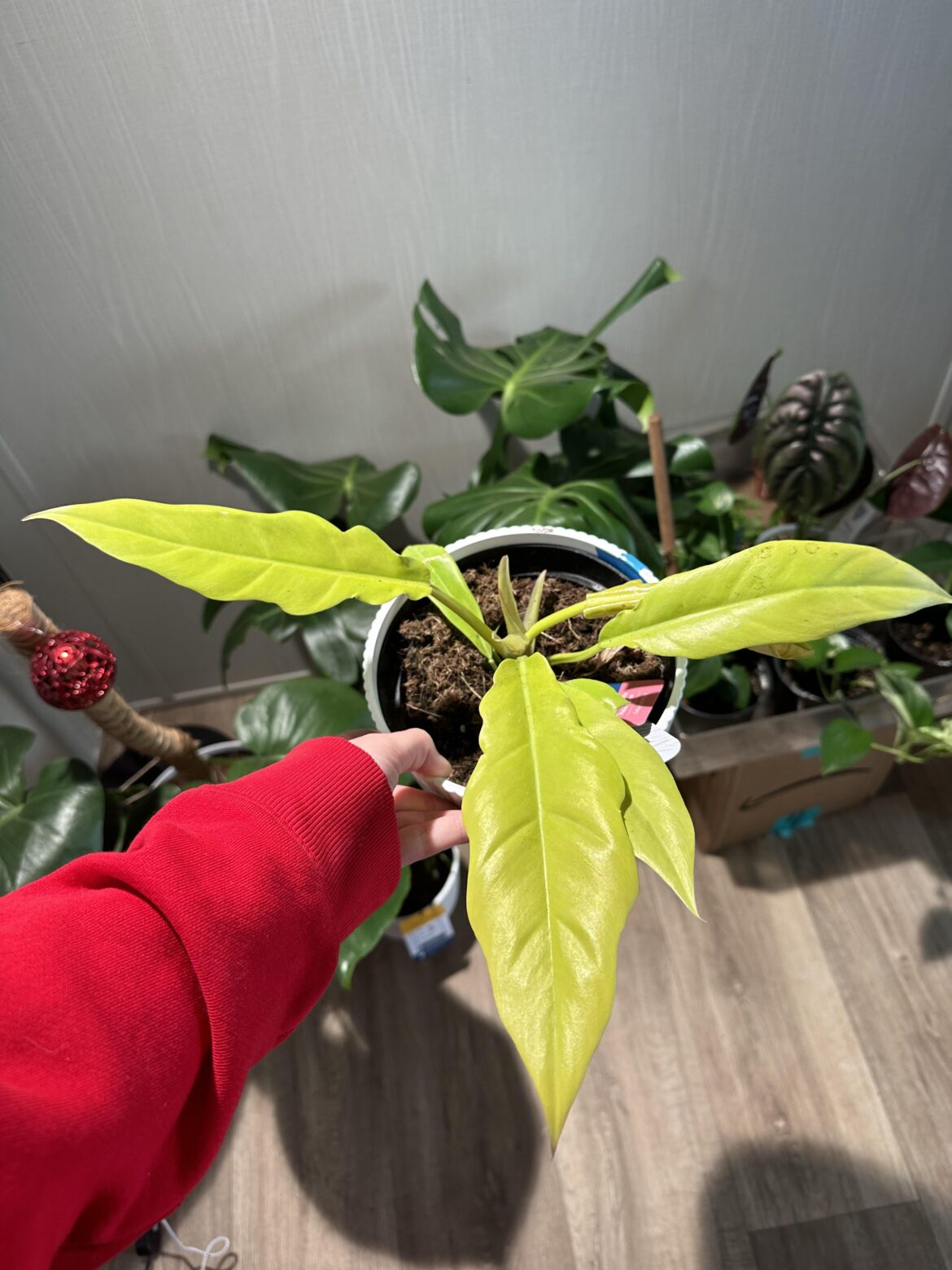 She’s recovering nicely. She’s recovering nicely.