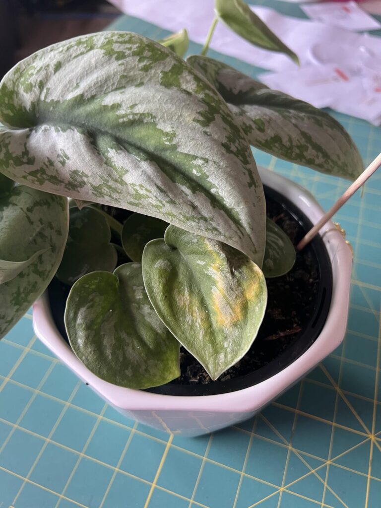 Satin Pothos