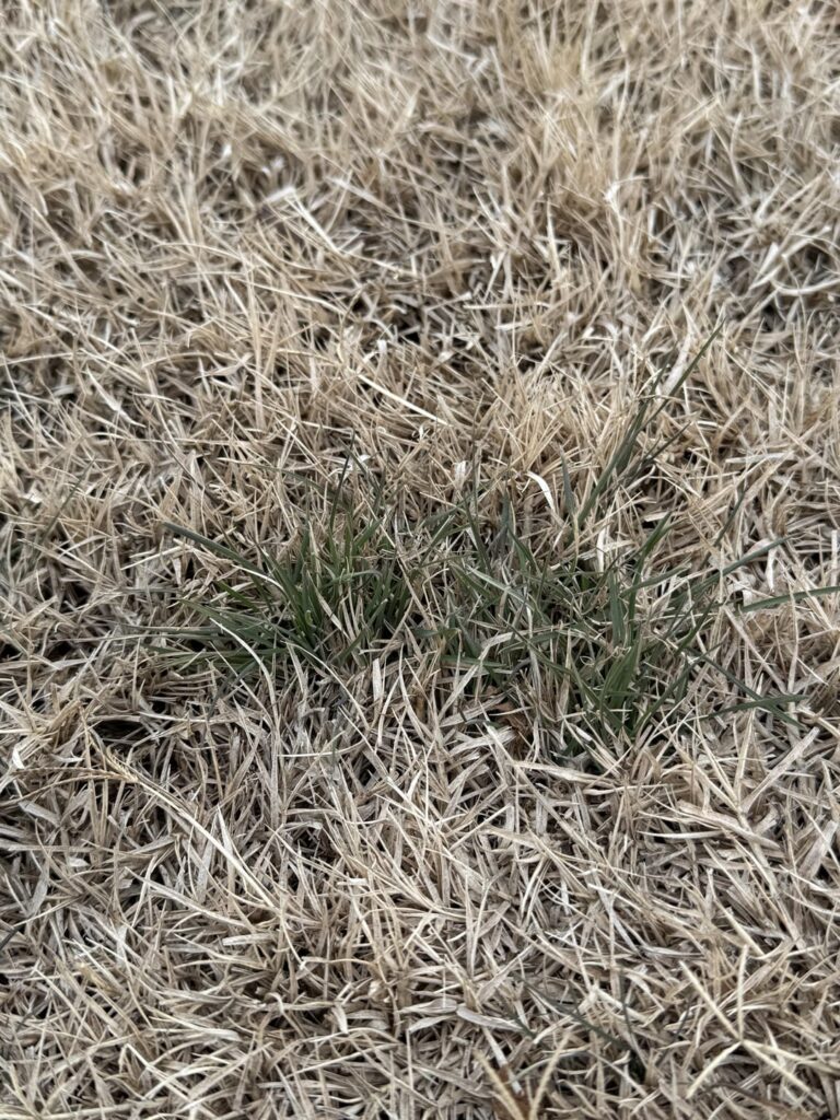Have asked 2 different groups what this is in my Bermuda lawn and nobody has really said. Any help? Have asked 2 different groups what this is in my Bermuda lawn and nobody has really said. Any help?
