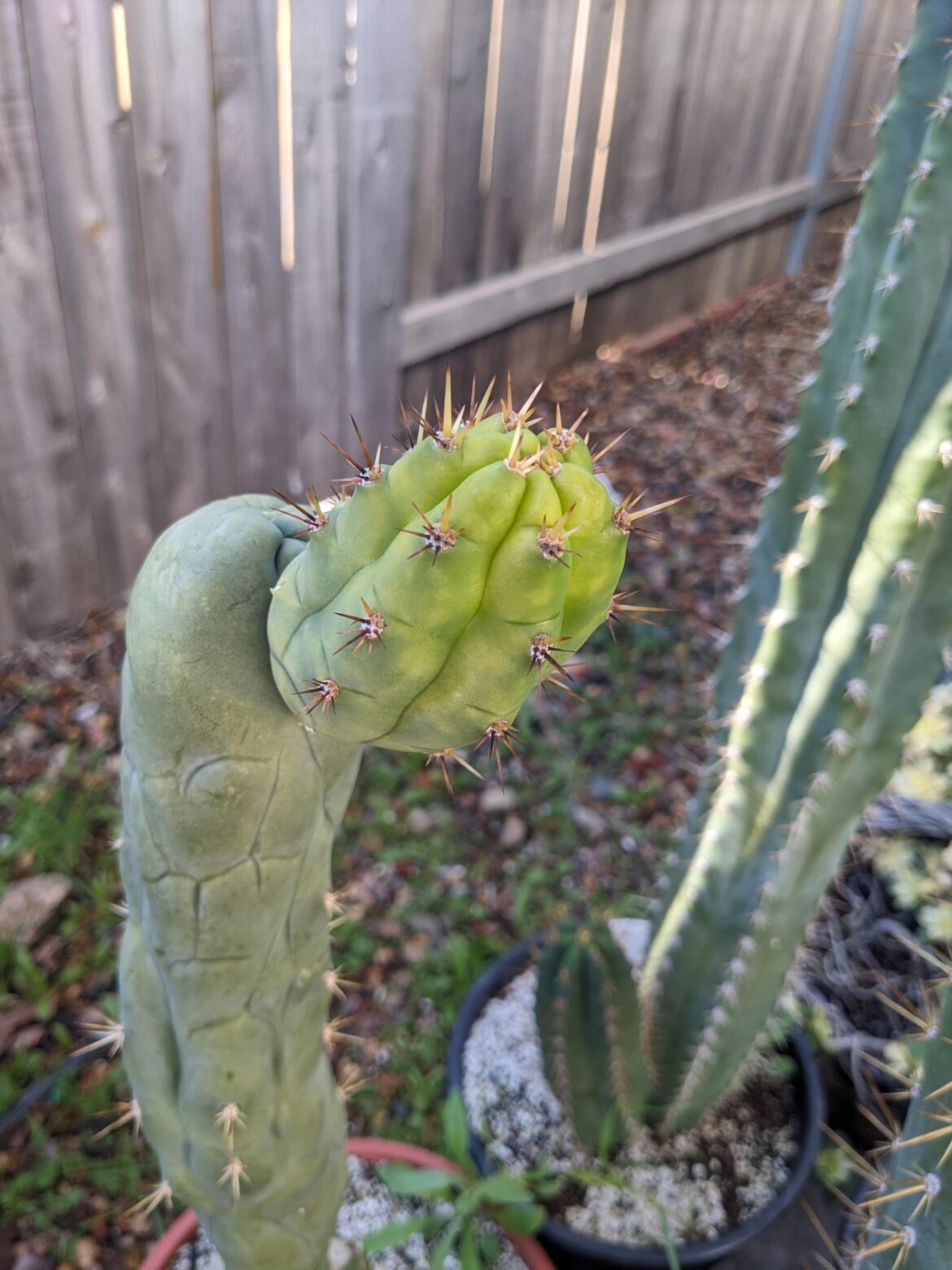 Bruce's Dragon revert pup. Maybe I'll get a flower 🤞