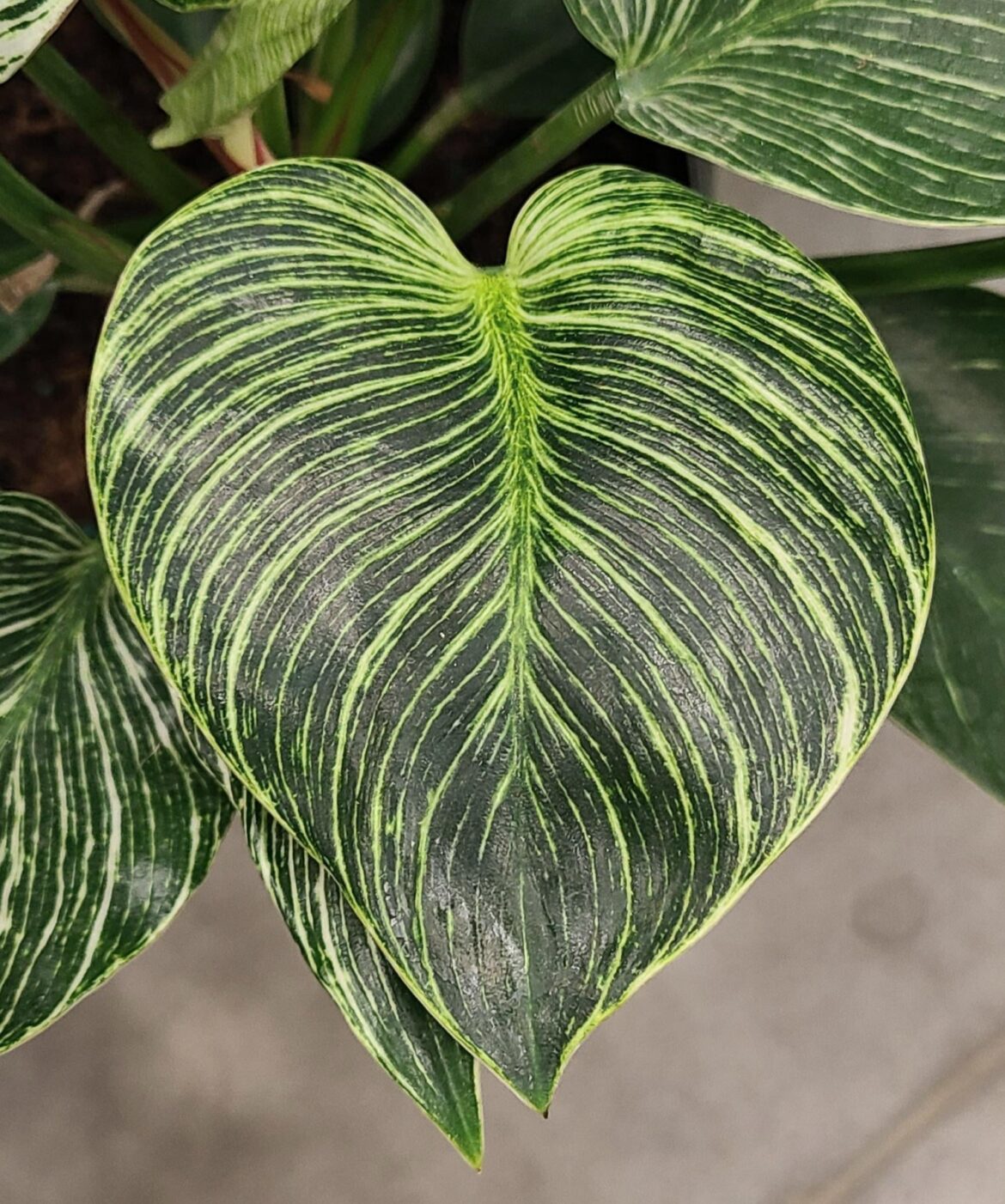 This leaf caught my attention at a store.