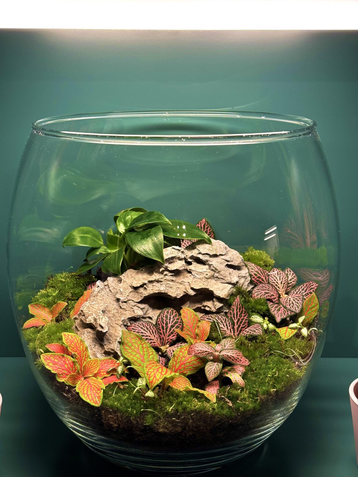 Fittonia Jungle