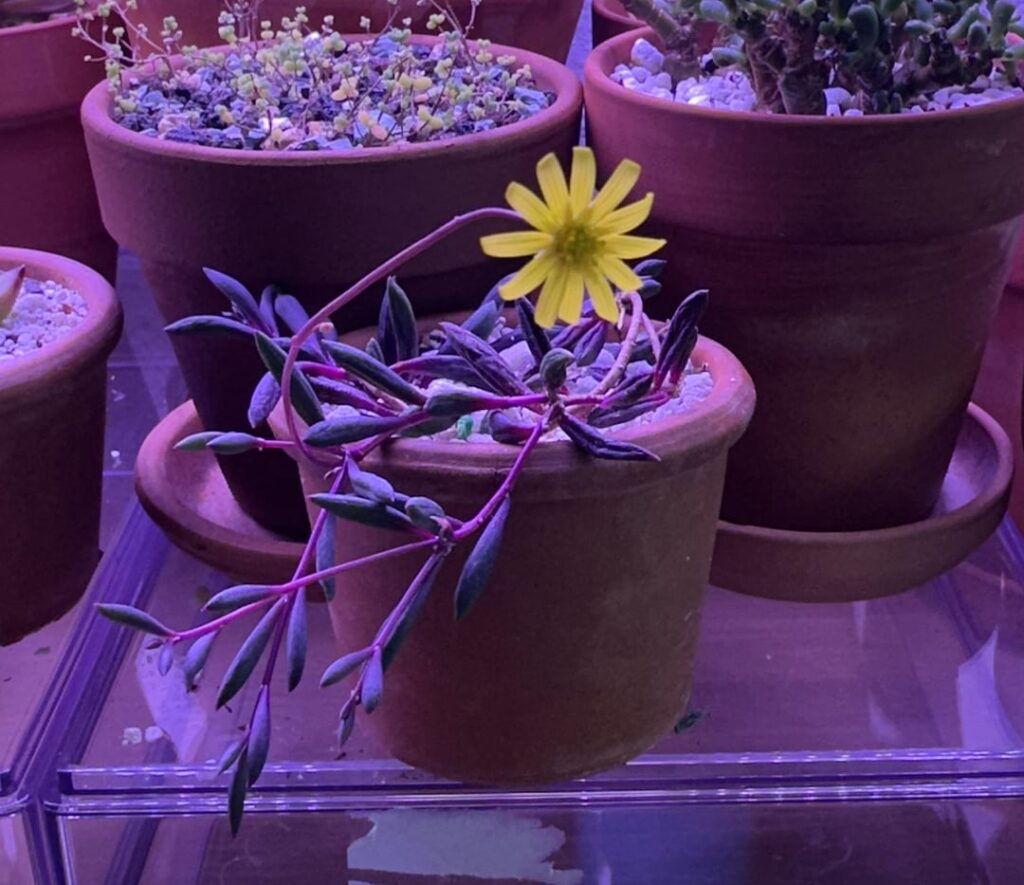 Propped this from 3 leaves a couple months ago