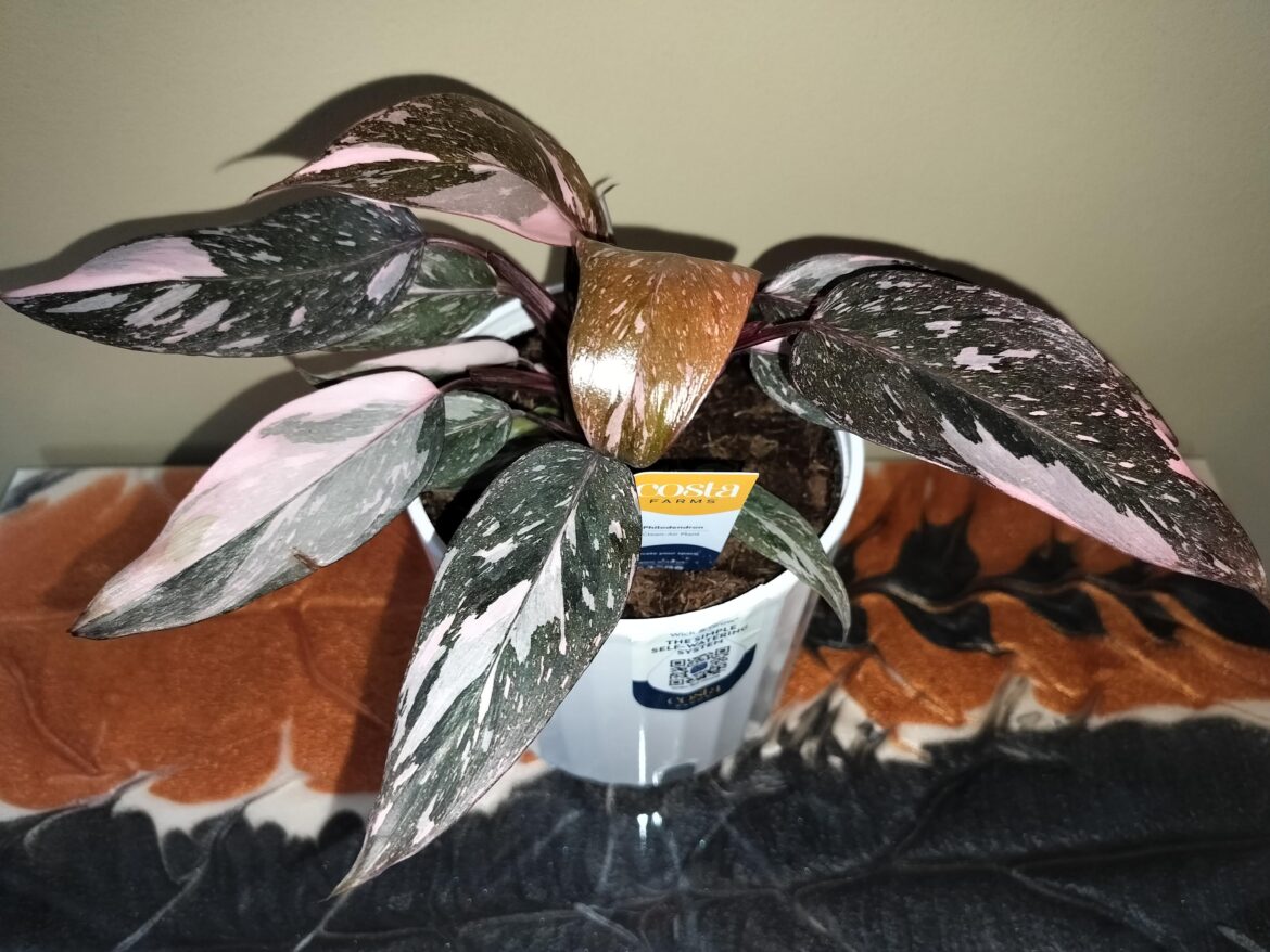 Gorgeous pink princess found at Walmart