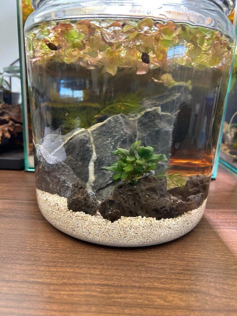 New Bladder Snail Jar