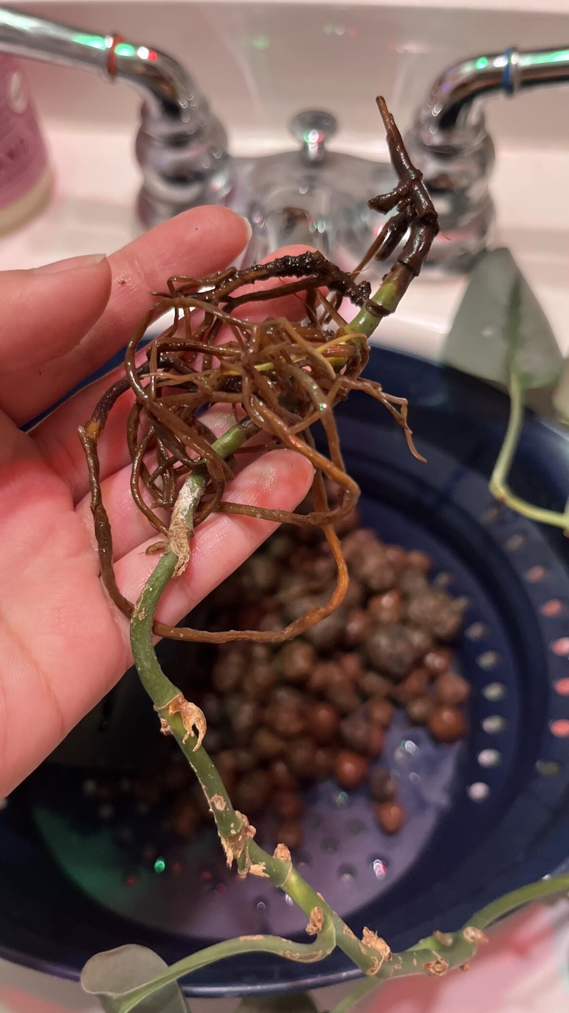 How to prevent root rot in LECA How to prevent root rot in LECA