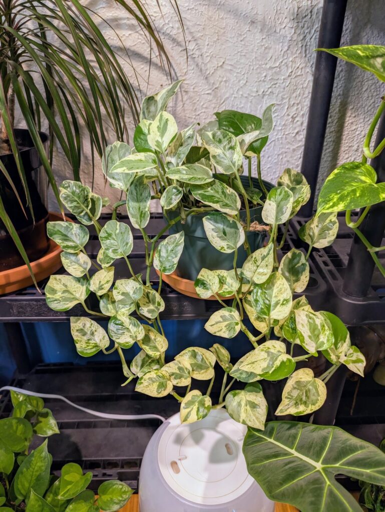 My 2 favorite pothos I have in my collection