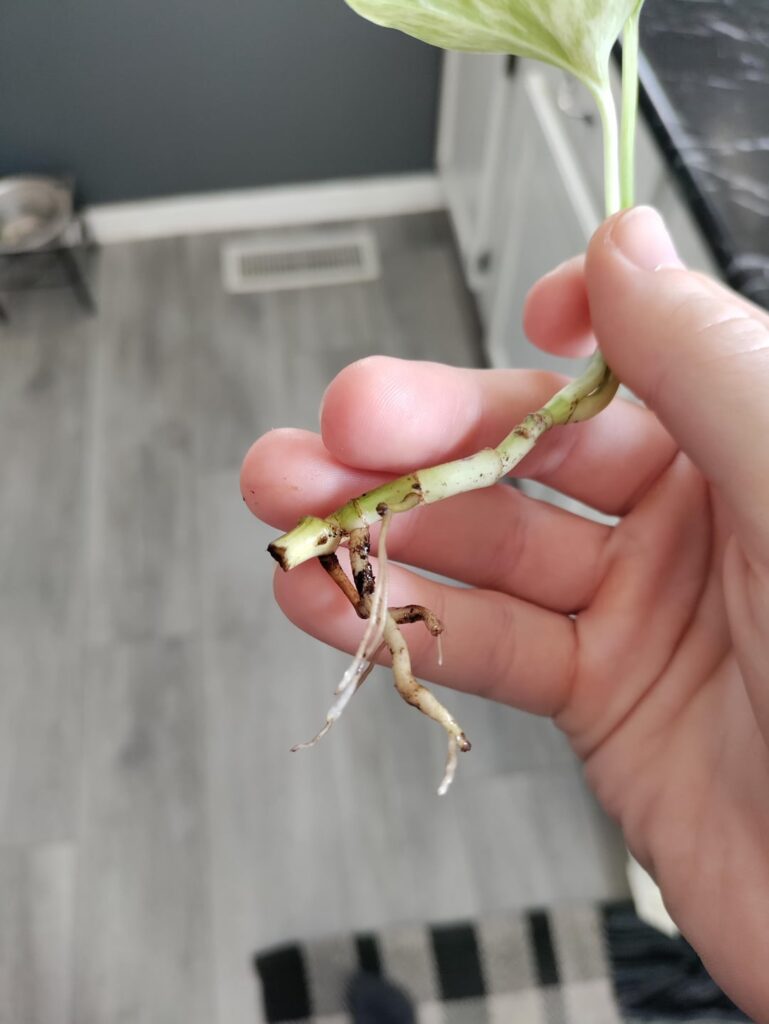 Not a plant person; need some advice.