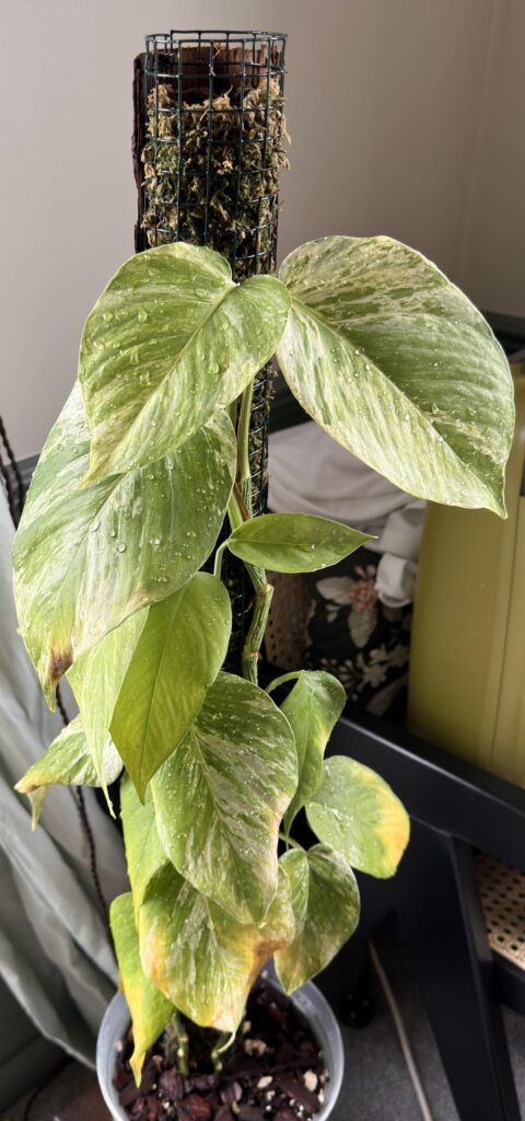 Almost lost this one