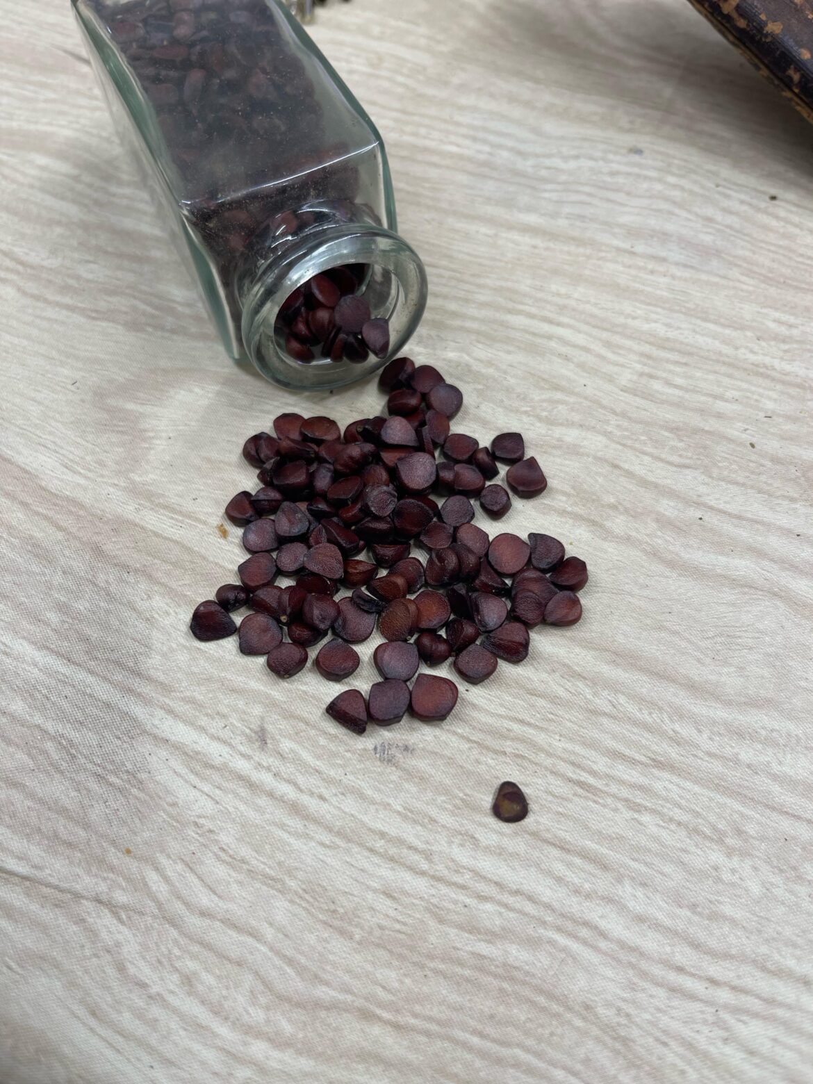 Pls help ID these seeds. Papery shell around very hard inner kernel.