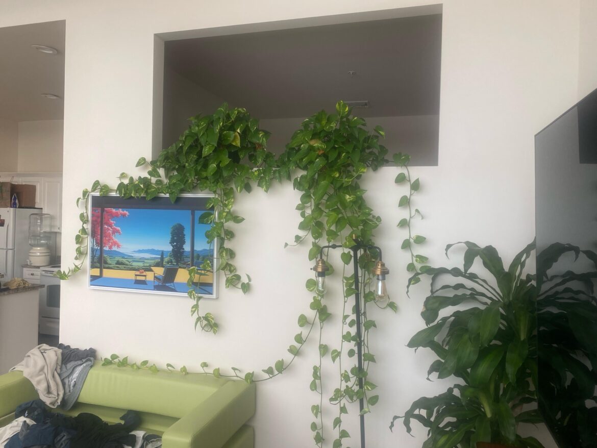 Are these Pothos??