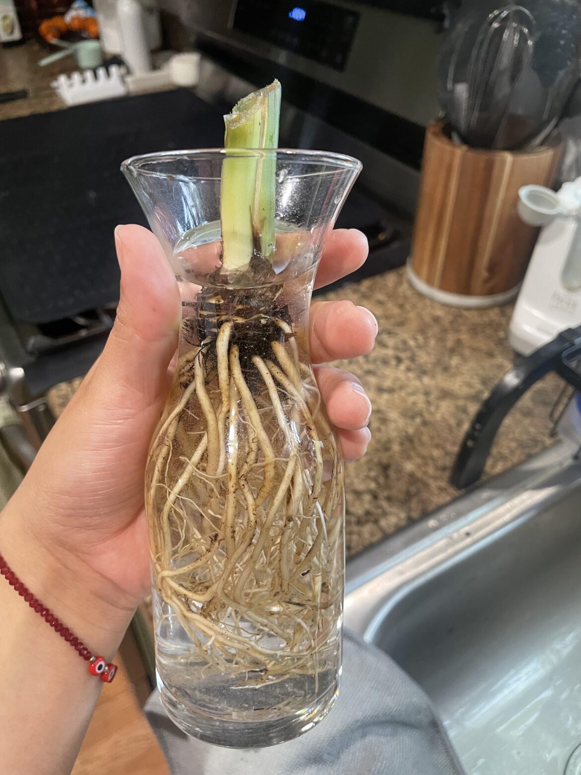 Peace lily Hail Mary 😭🙏🏽