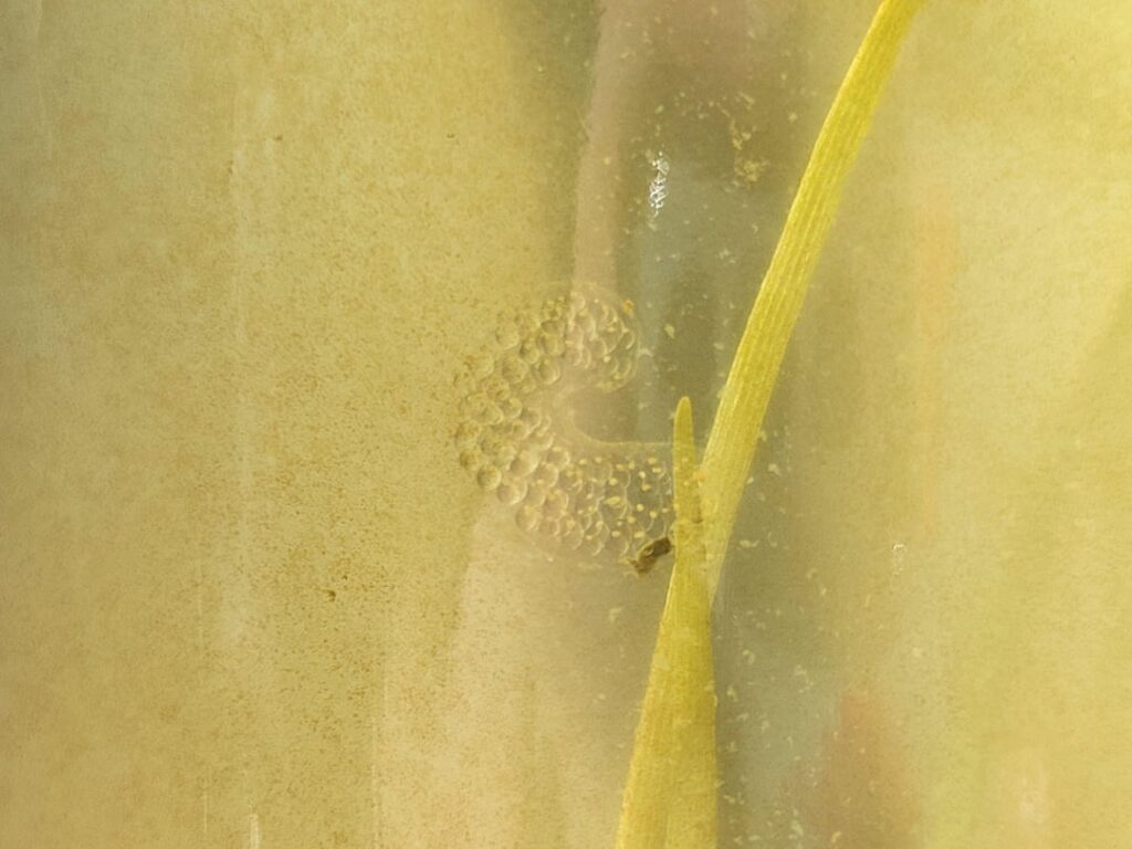 Anyone know what these egg sacks are?