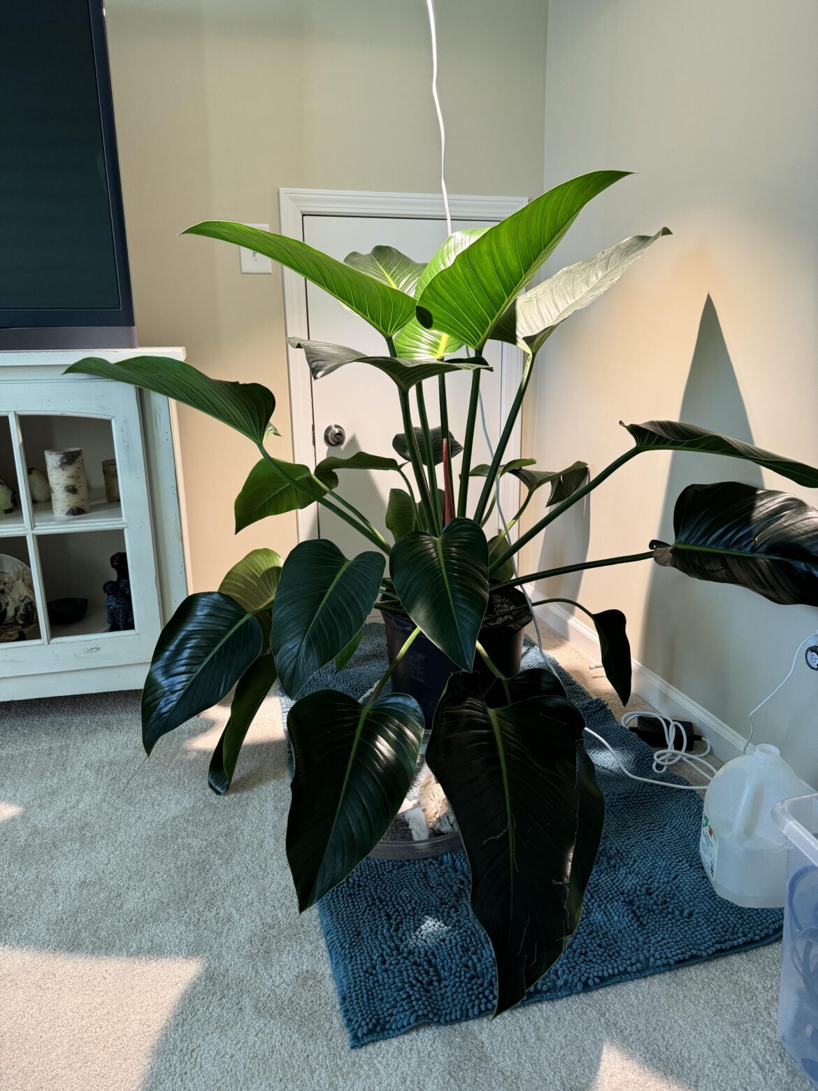 Repotted my big boy for the first time