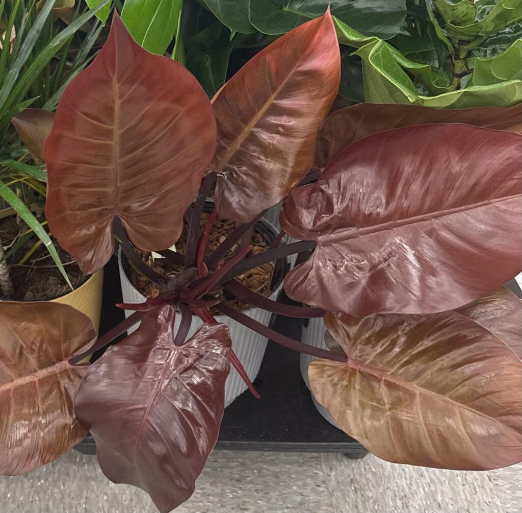 Only labeled as “philodendron” and I’m having a hard time figuring out exactly what she is.  Maybe an erubescens hybrid?