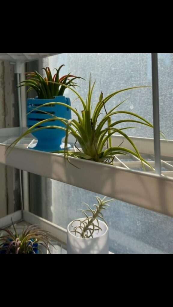 Can someone help ID this air plant? Can someone help ID this air plant?