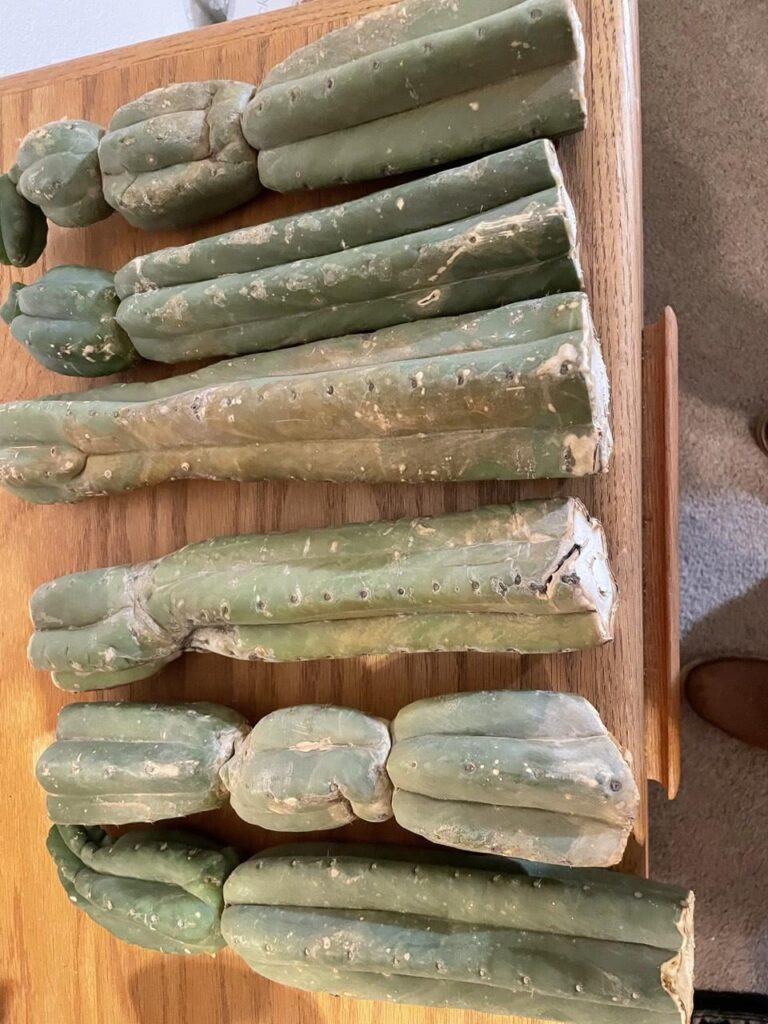 Will woody tip cuts of San Pedro still work for graft stock if you let them grow a bit and graft to the fresh growth?