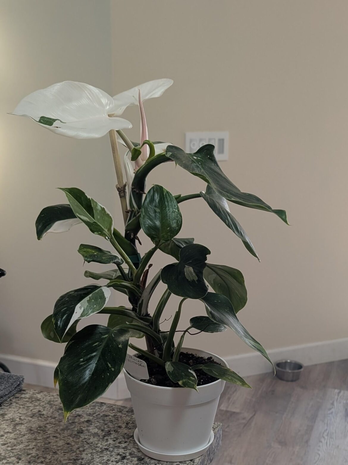 One of my favorites.