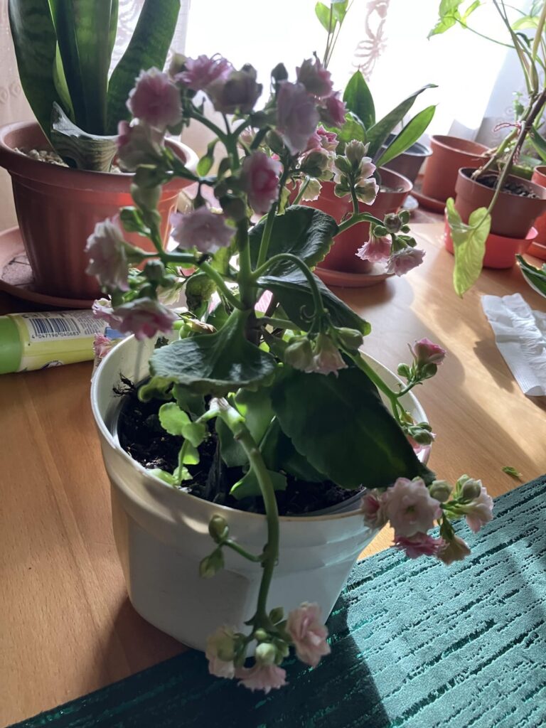 What makes the leaves of my flowers start to wilt?