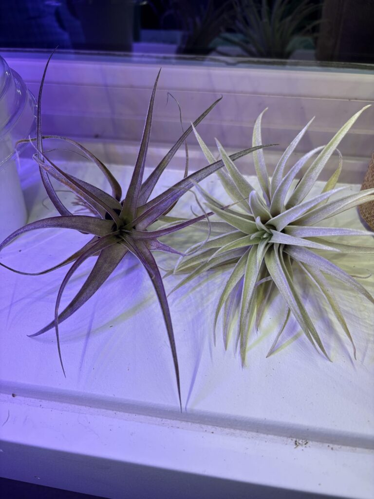 Can I get an ID on my new plants?