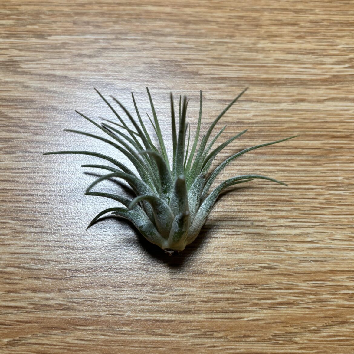 How to keep airplant alive for 2 months without water?