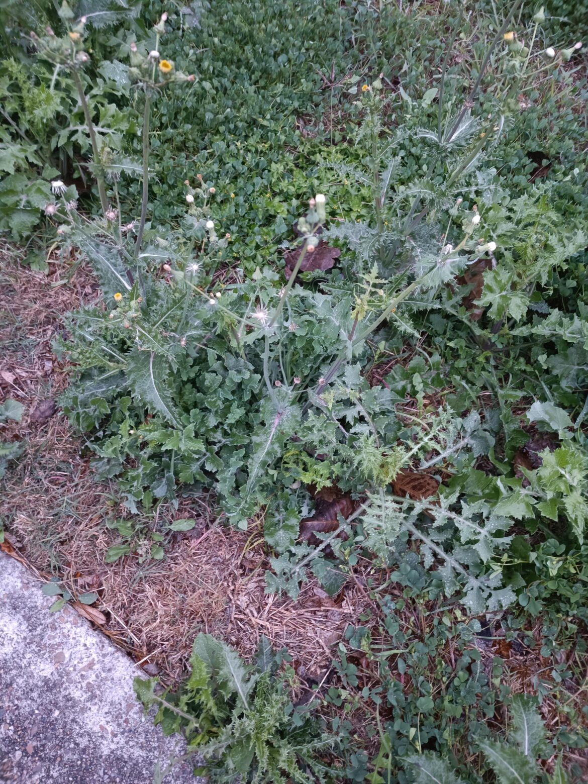 I assume this is more a weed than a plant, but can somebody identify this for me so I can look up what to do with it.