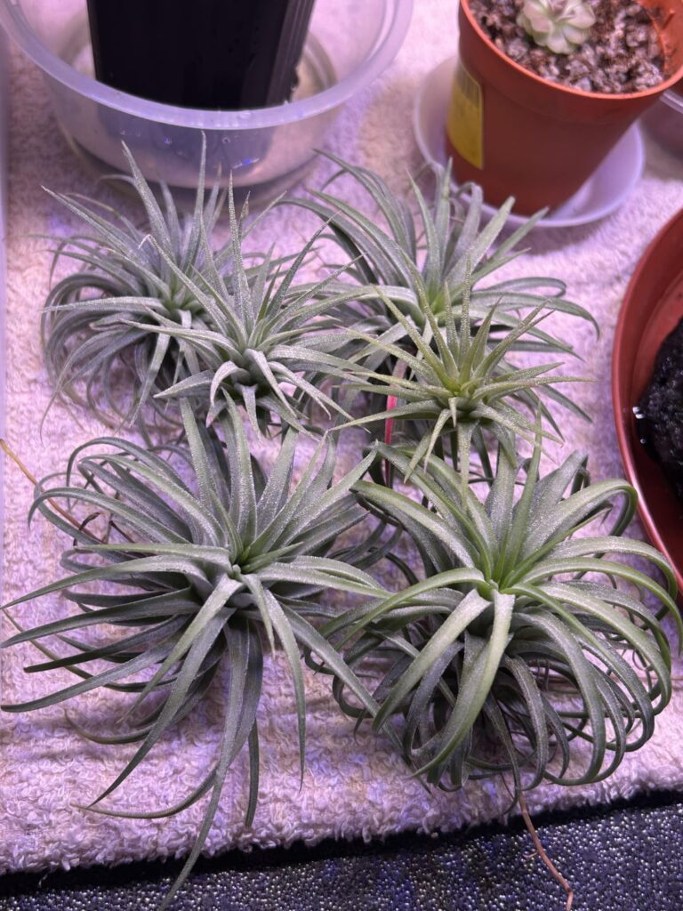 Airplant babies sitting on their adoptive parents