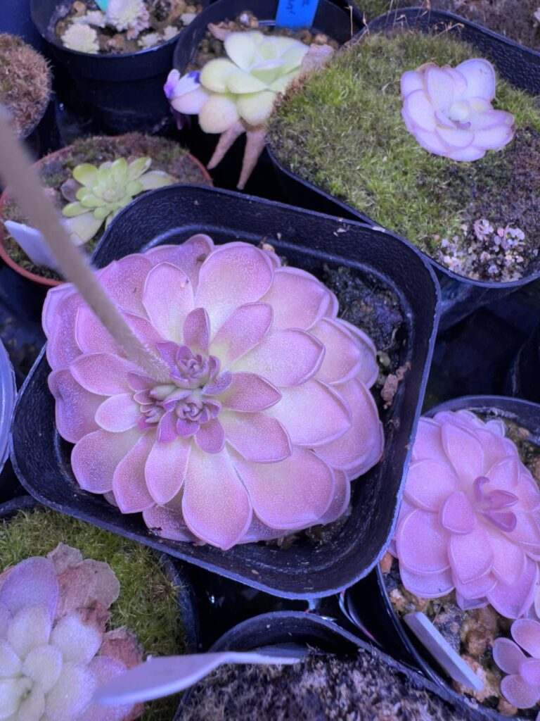 Is this pinguicula cresting?