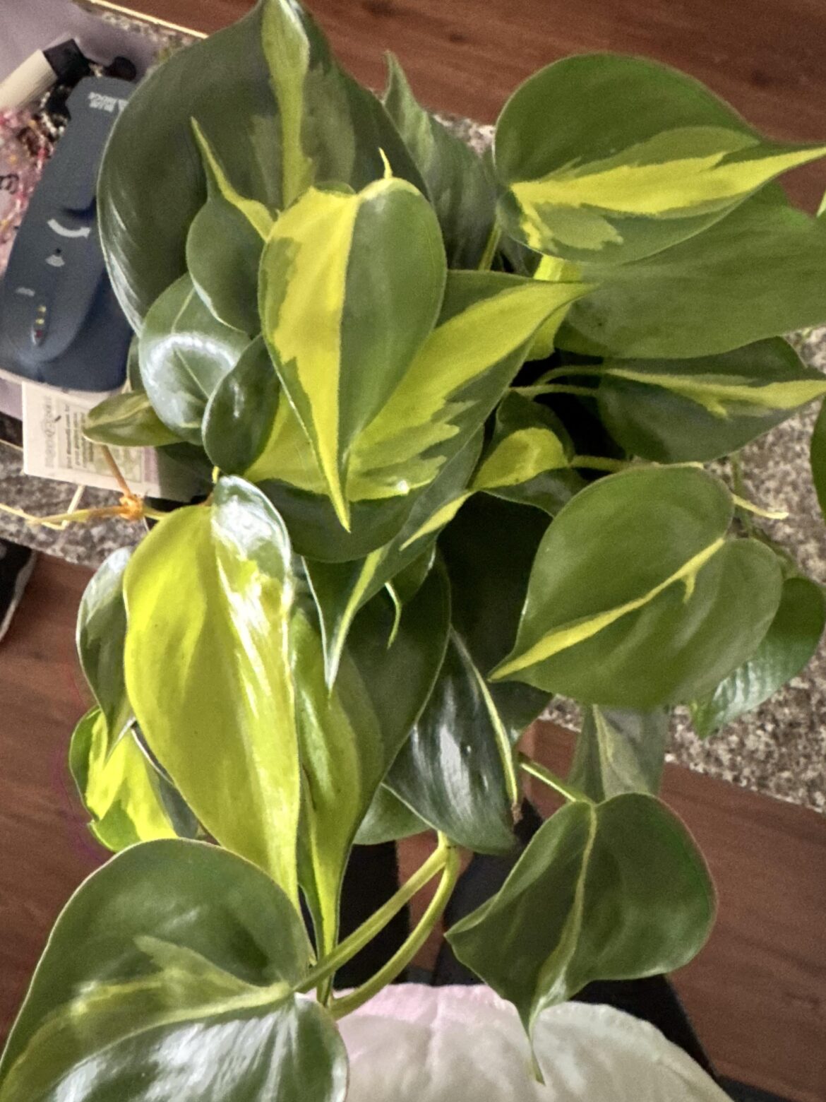 Publix labeled as pothos?