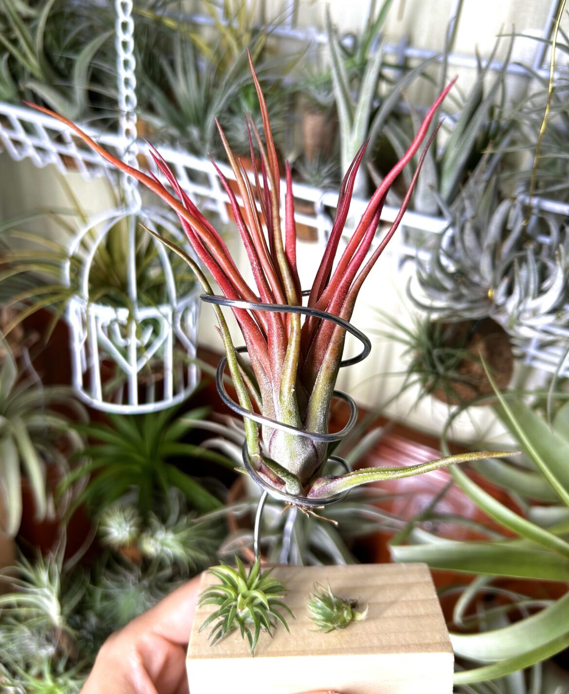 Some kind of T. bulbosa