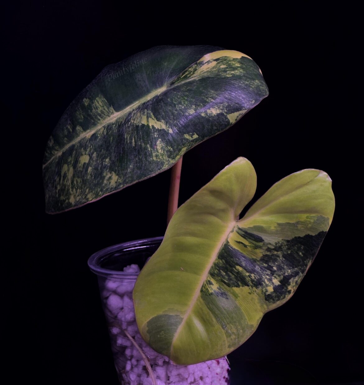 Some Philodendron Burl Marx love